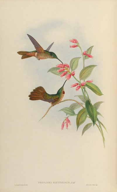 Phaiolaema aequatorialis = Heliodoxa rubinoides aequatorialis - John Gould